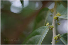 Glochidion velutinum